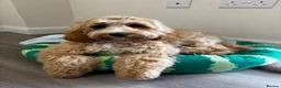 Cockapoo dogs for stud: Cockapoo Stud - Advert 9
