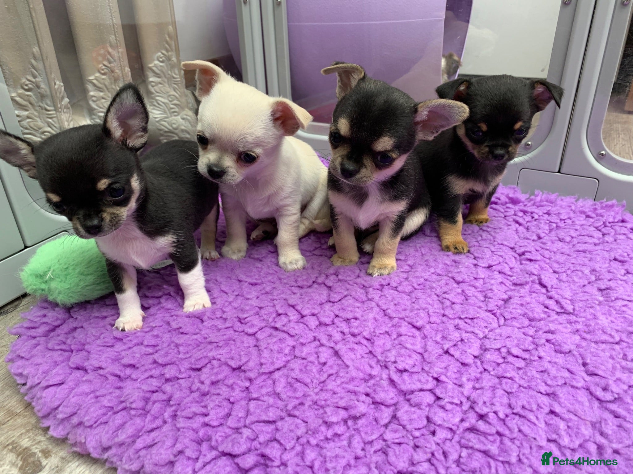 Chihuahua dogs 5* LICENSED GORGEOUS💕 KC CHIHUAHUA LITTER - Advert 1