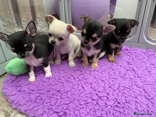 Chihuahua dogs 5* LICENSED GORGEOUS💕 KC CHIHUAHUA LITTER - Advert 2