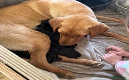 Mixed Breed dogs for sale: 6 black Newfoundland cross Labrador Puppies  - Image 6