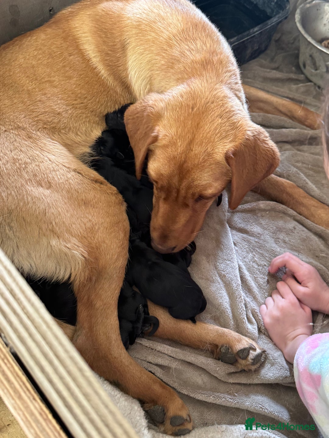 Mixed Breed dogs for sale: 6 black Newfoundland cross Labrador Puppies  - Image 6