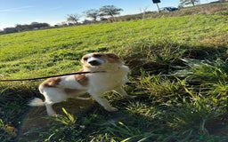 Mixed Breed dogs for adoption: Freud - Norwich Norfolk  - Advert 12