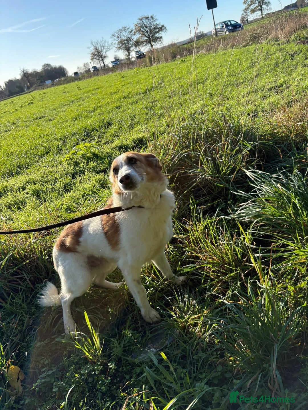 Mixed Breed dogs for adoption: Freud - Norwich Norfolk  - Advert 12