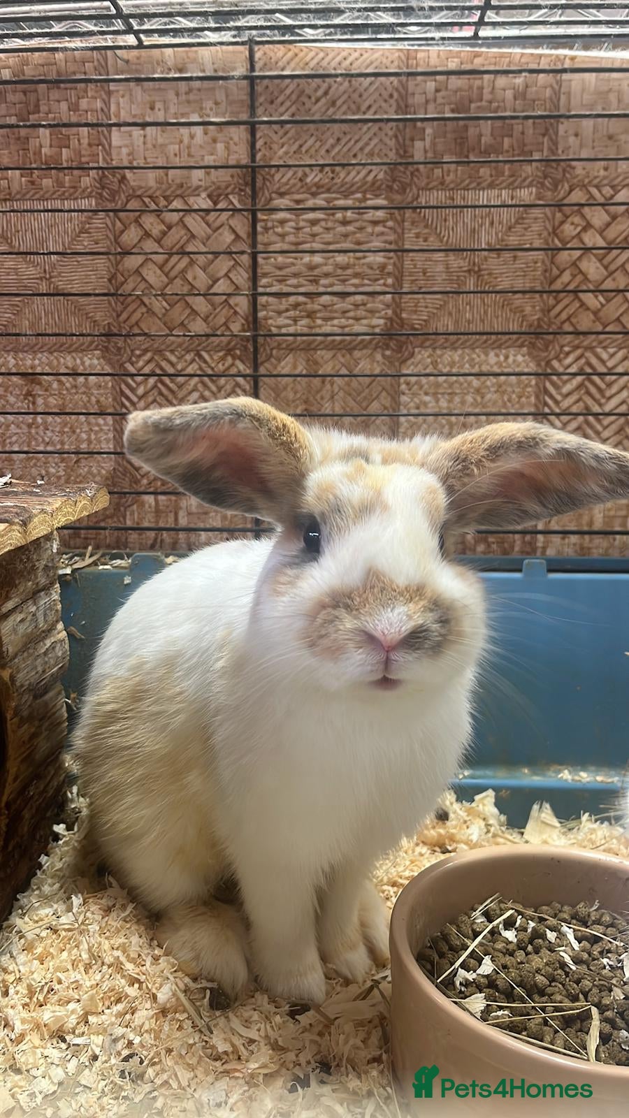 English Spot rabbits 10 month male rabbit  - Advert 1