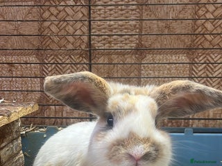 English Spot rabbits 10 month male rabbit - Advert 1