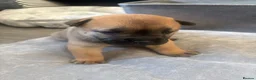 Mixed Breed dogs for sale: 10 chaffy puppies staffy/British bulldog /chow - Advert 2