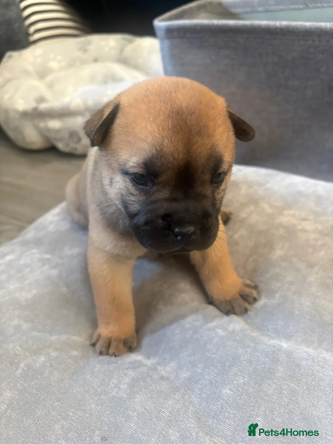 Mixed Breed dogs for sale: 10 chaffy puppies staffy/British bulldog /chow - Advert 2
