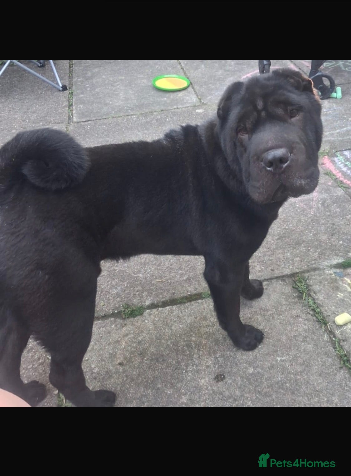 Shar Pei dogs Full kc reg 9 months old GORGEOUS LOVING SHAR PEI - Advert 1