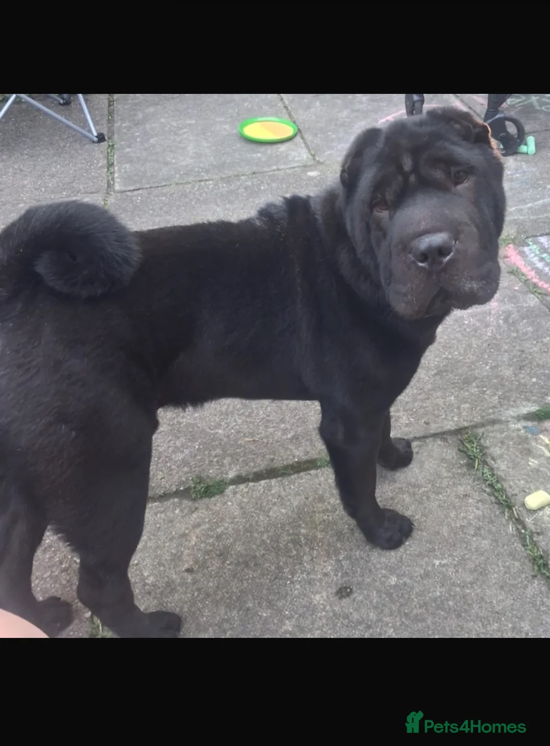 Shar Pei dogs for sale: Full kc reg 9 months old GORGEOUS LOVING SHAR PEI - Advert 1