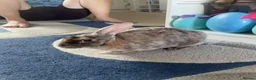 Rex rabbits for sale: Hazel and Snowy in Horsham - Advert 5