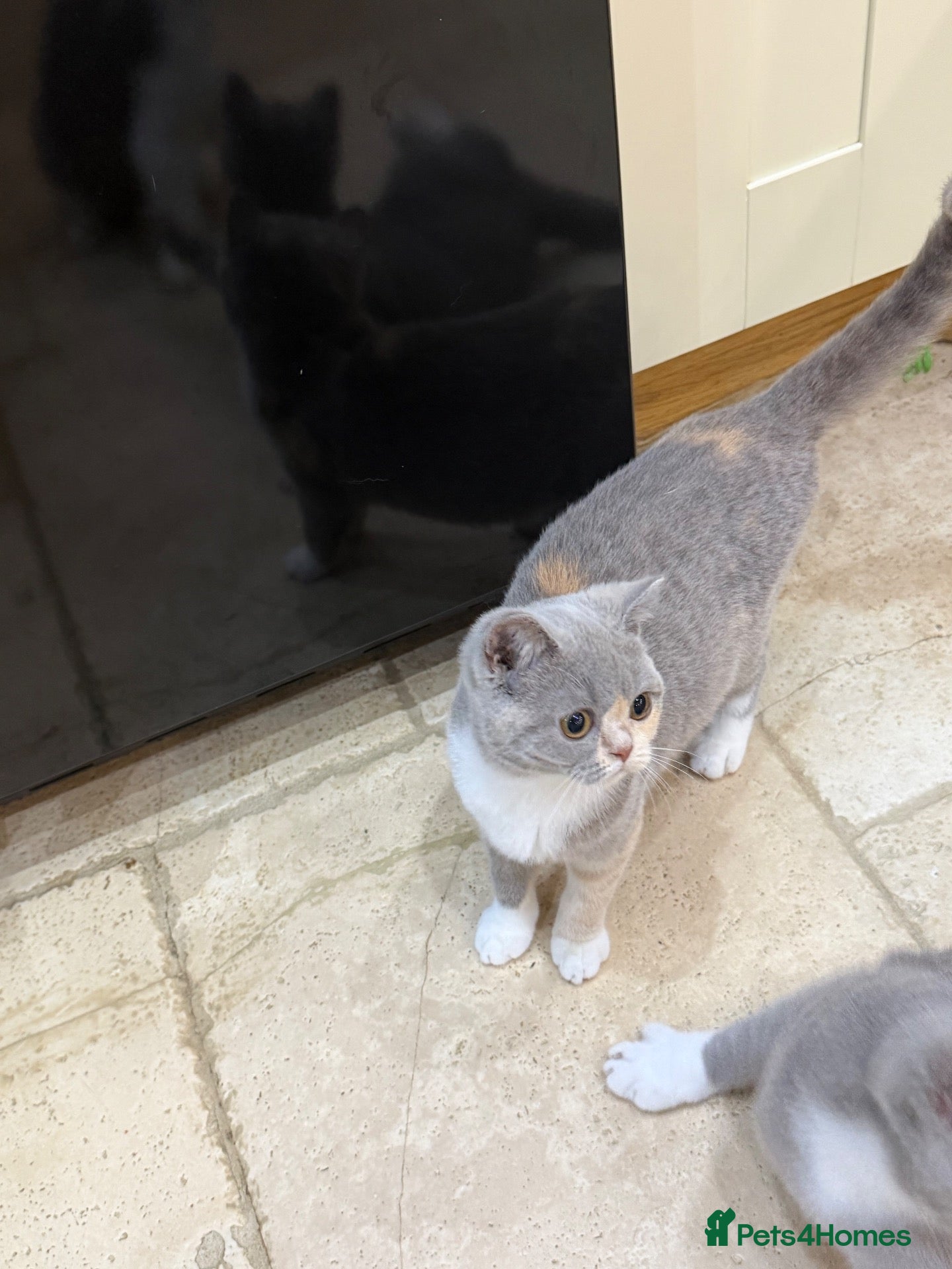British Shorthair cats READY NOW - FULL PEDIGREE REGISTERED BSH - Advert 1
