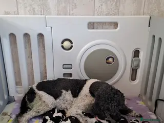 Standard Poodle dogs Standard Parti Poodles - Advert 11