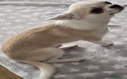 Chihuahua dogs for sale: KC CREAM & WHITE BOY - Image 7
