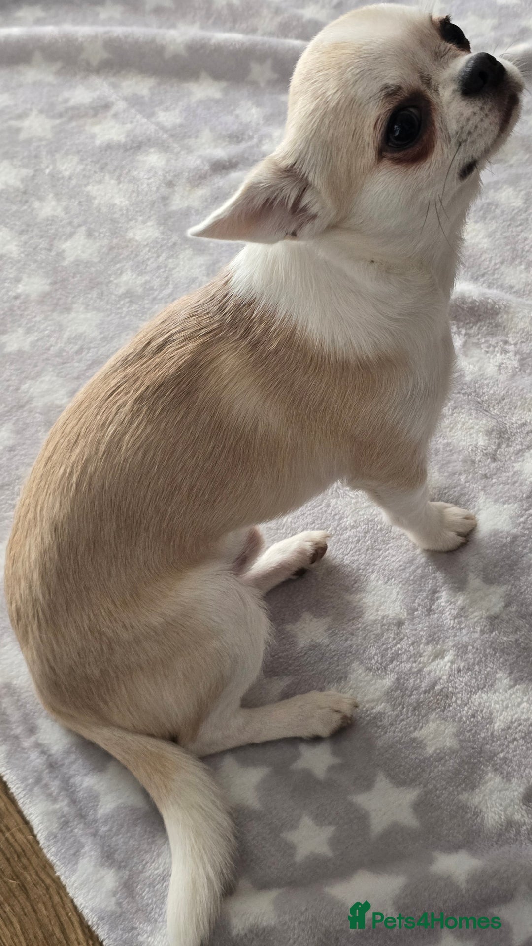Chihuahua dogs for sale: KC CREAM & WHITE BOY - Image 7