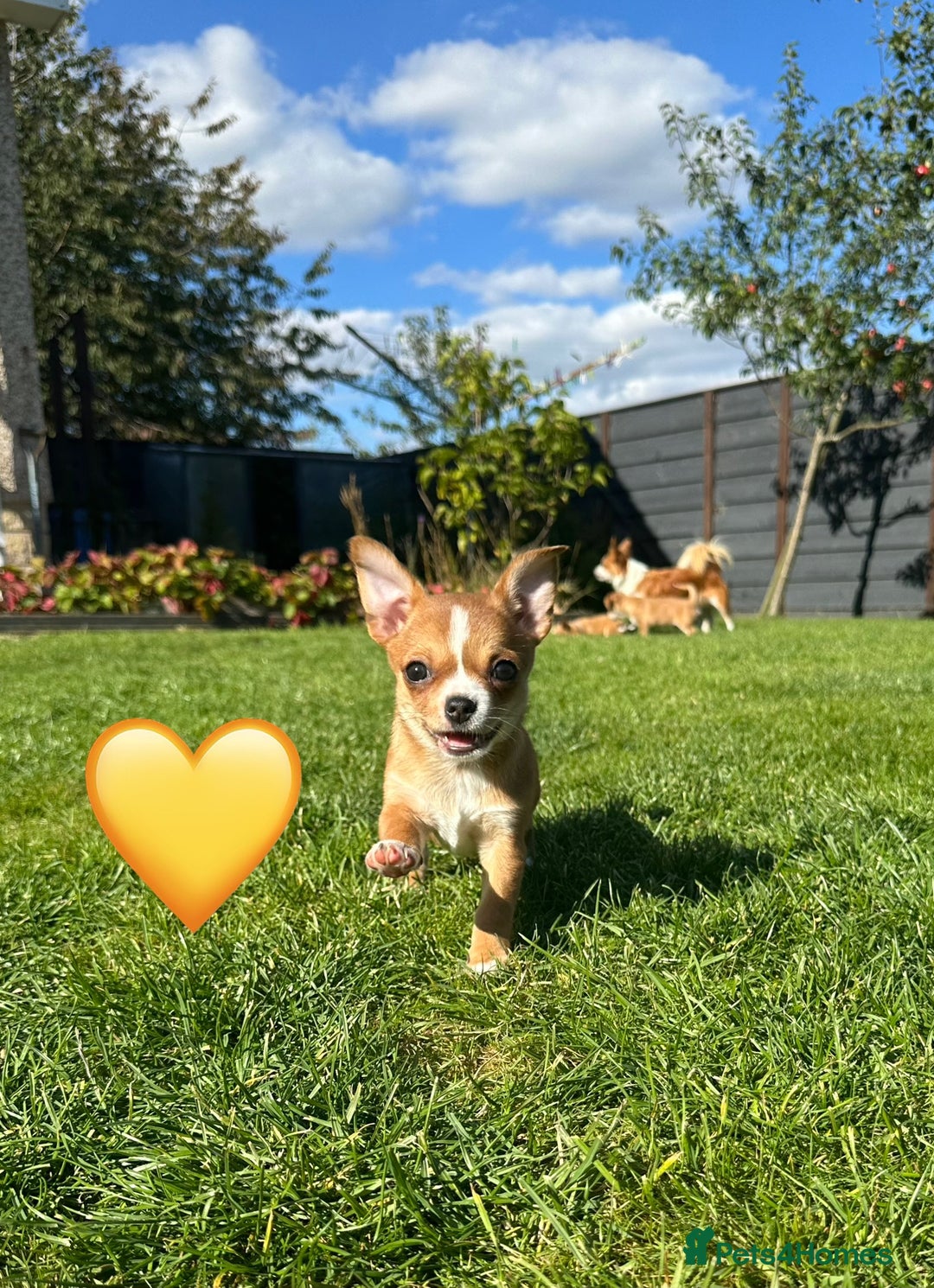 Chihuahua dogs for sale: Gorgeous Chihuahua Pups-only yellow girl left🐶💛 - Image 6