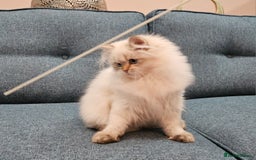 British Longhair cats for sale: Excellent Scottish straight Highland Kittens - Image 20