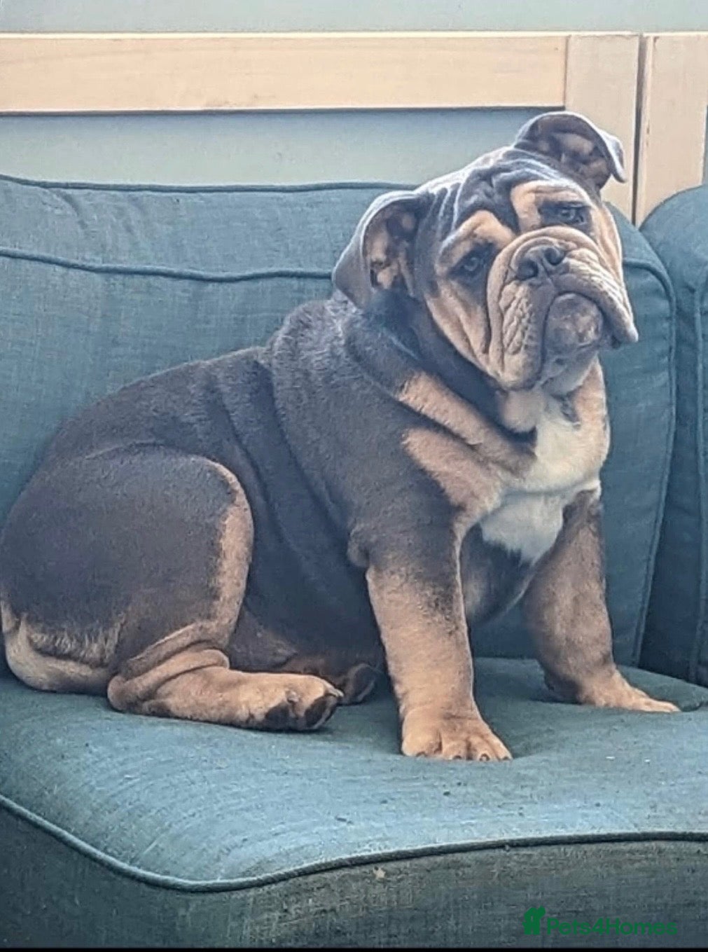 English Bulldog dogs Blue tri English bulldog female - Advert 2