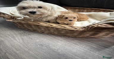 Maltipoo dogs - Advert 7