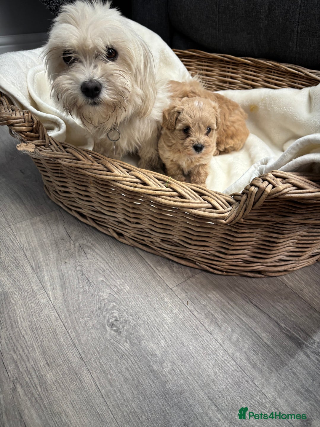 Maltipoo dogs for sale: F1 maltipoo puppies  - Image 3