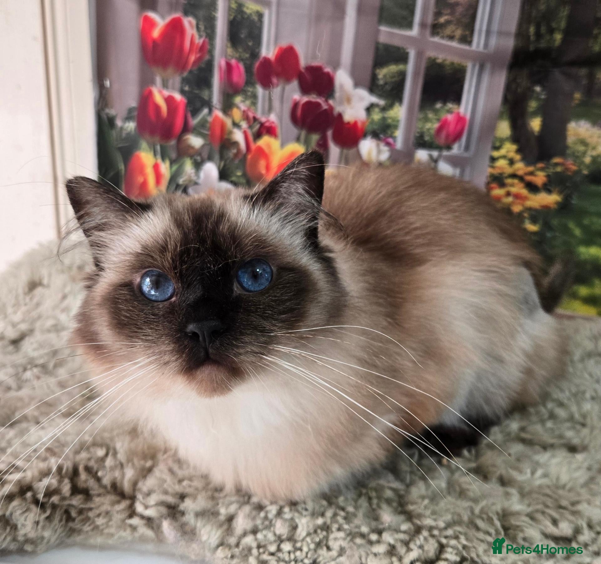 Ragdoll cats 3 year old Seal point girl - Advert 1