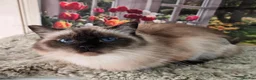 Ragdoll cats for sale: 3 year old Seal point girl - Advert 1