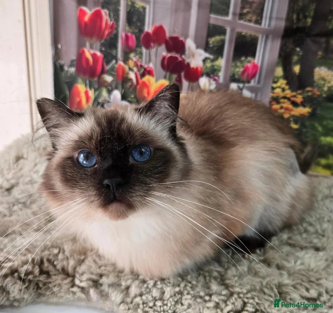 Ragdoll cats for sale: 3 year old Seal point girl - Advert 1