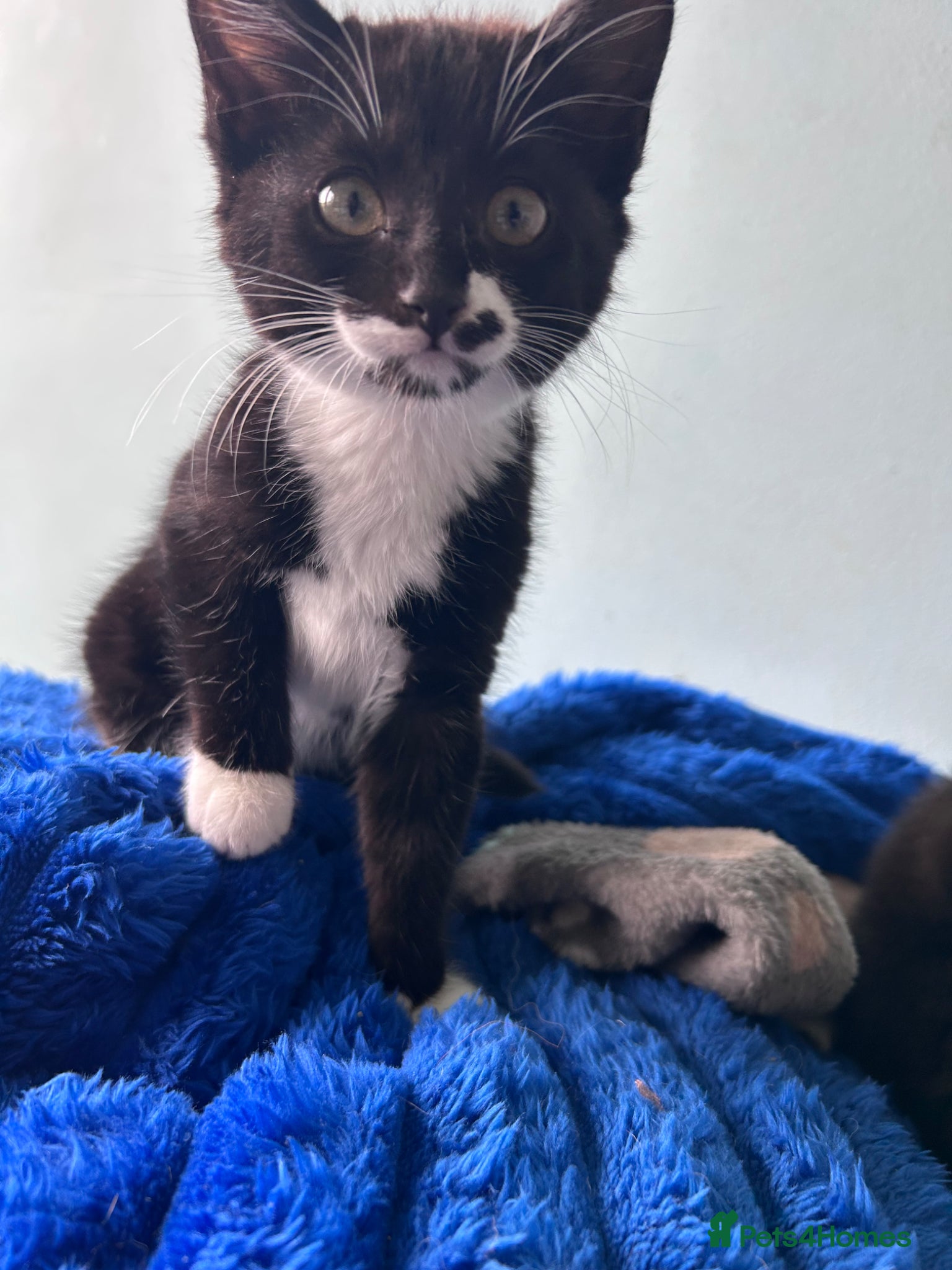 Mixed Breed cats Four lovely kittens  - Advert 1