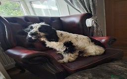 Cocker Spaniel dogs for sale: Female cocker spaniel  - Image 3