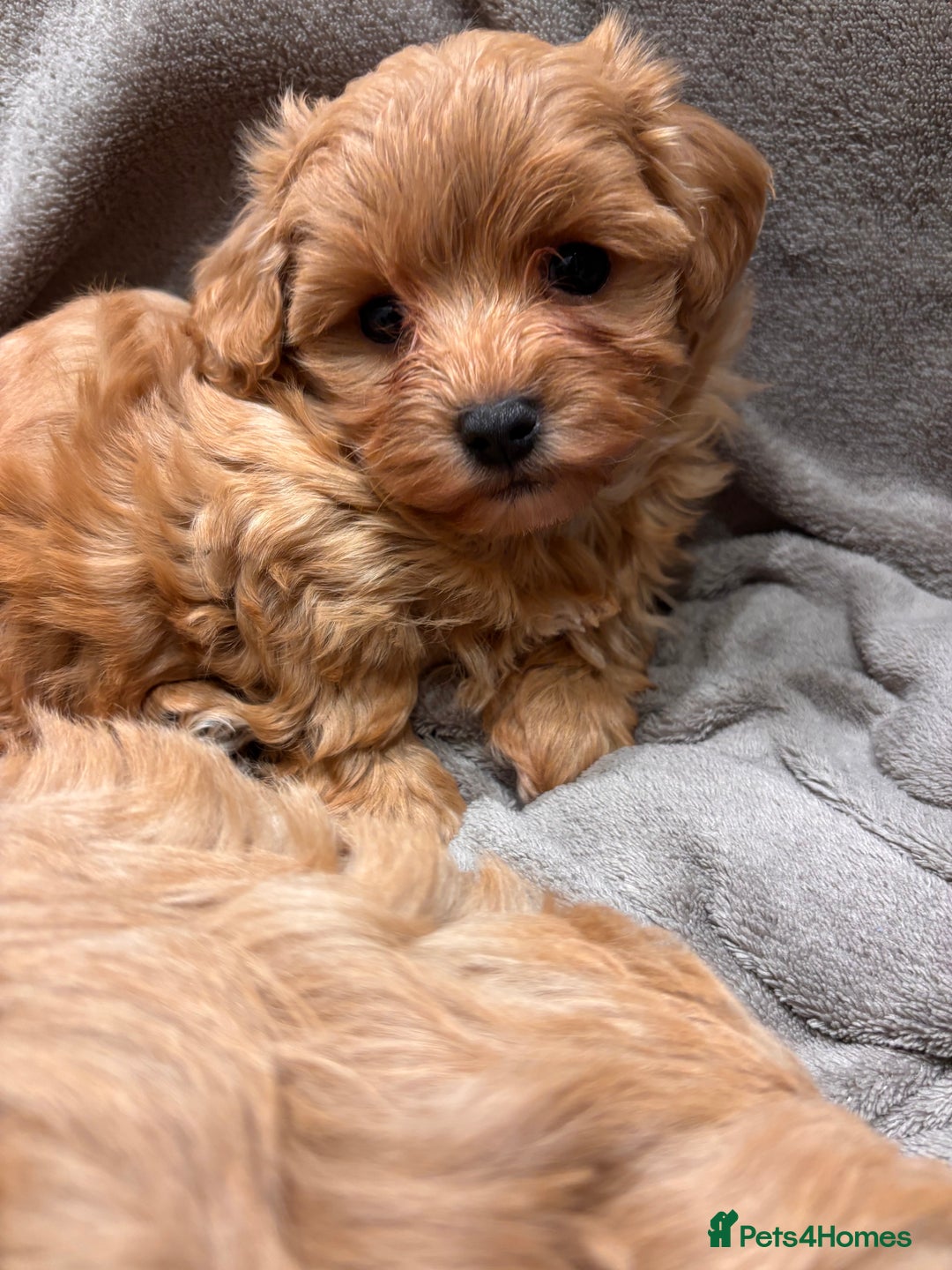 Maltipoo dogs for sale: TINY F1 Fully health tested Girls - Advert 12