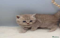 British Shorthair cats for sale: PEDIGREE REGISTERED CHUNKY BRITISH SHORTHAIRS  - Image 35