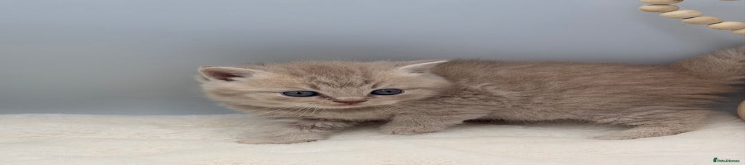 British Shorthair lilac male 4