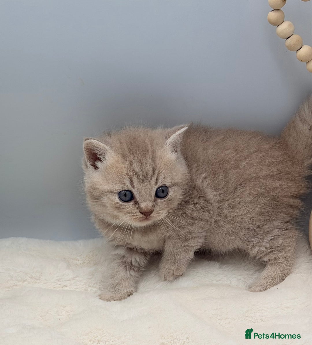 British Shorthair cats for sale: PEDIGREE REGISTERED CHUNKY BRITISH SHORTHAIRS  - Image 35