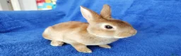 Rex rabbits for sale: Baby mini rex for sale  - Advert 3