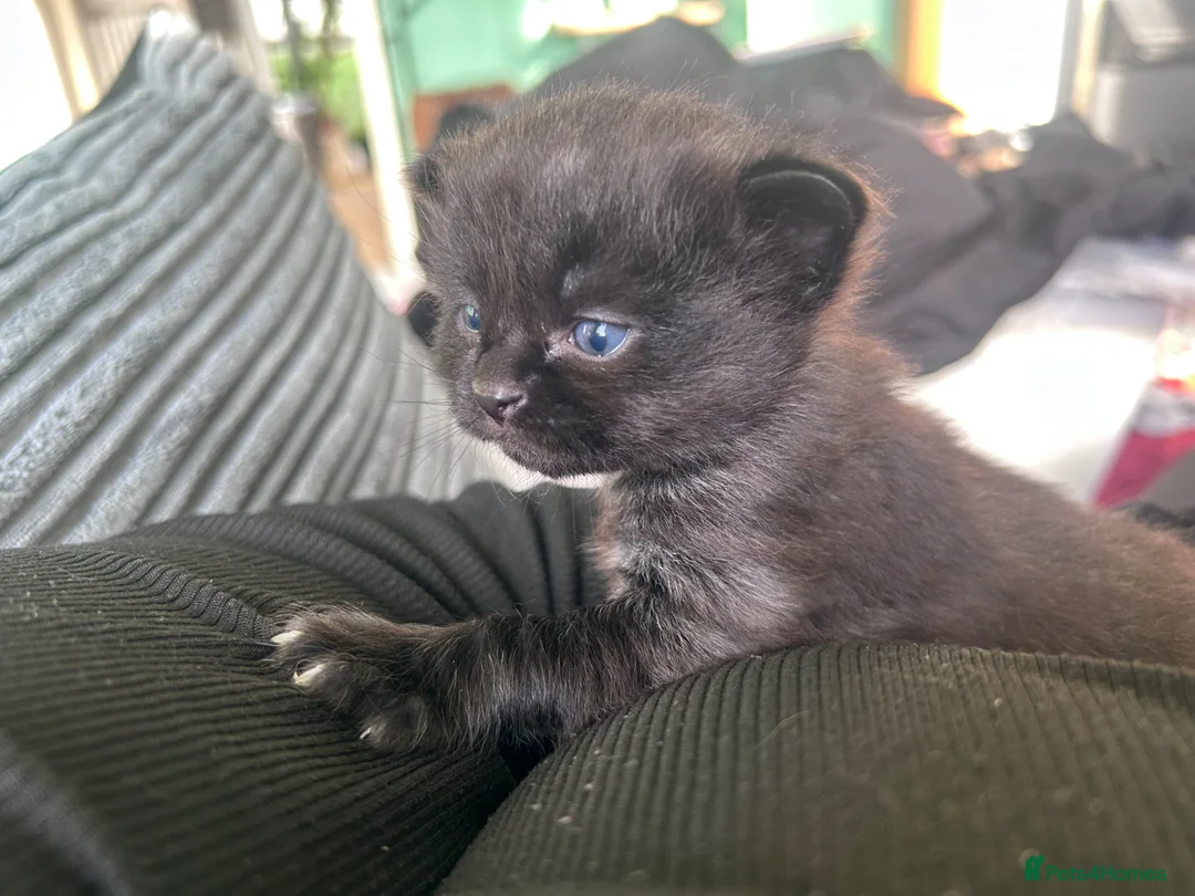 Mixed Breed cats for sale: Beautiful Black Kittens - Advert 15
