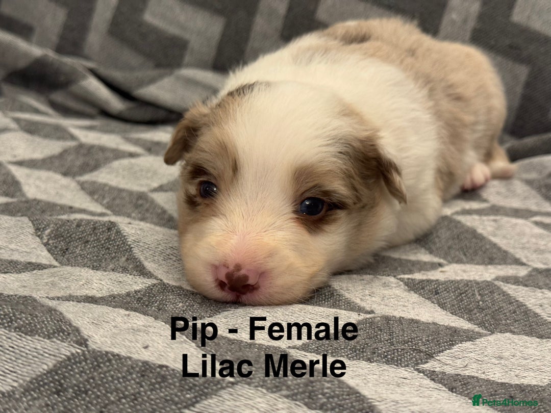 Border Collie dogs for sale: KC Reg (Pending) Border Collie Puppies For Sale - Advert 12