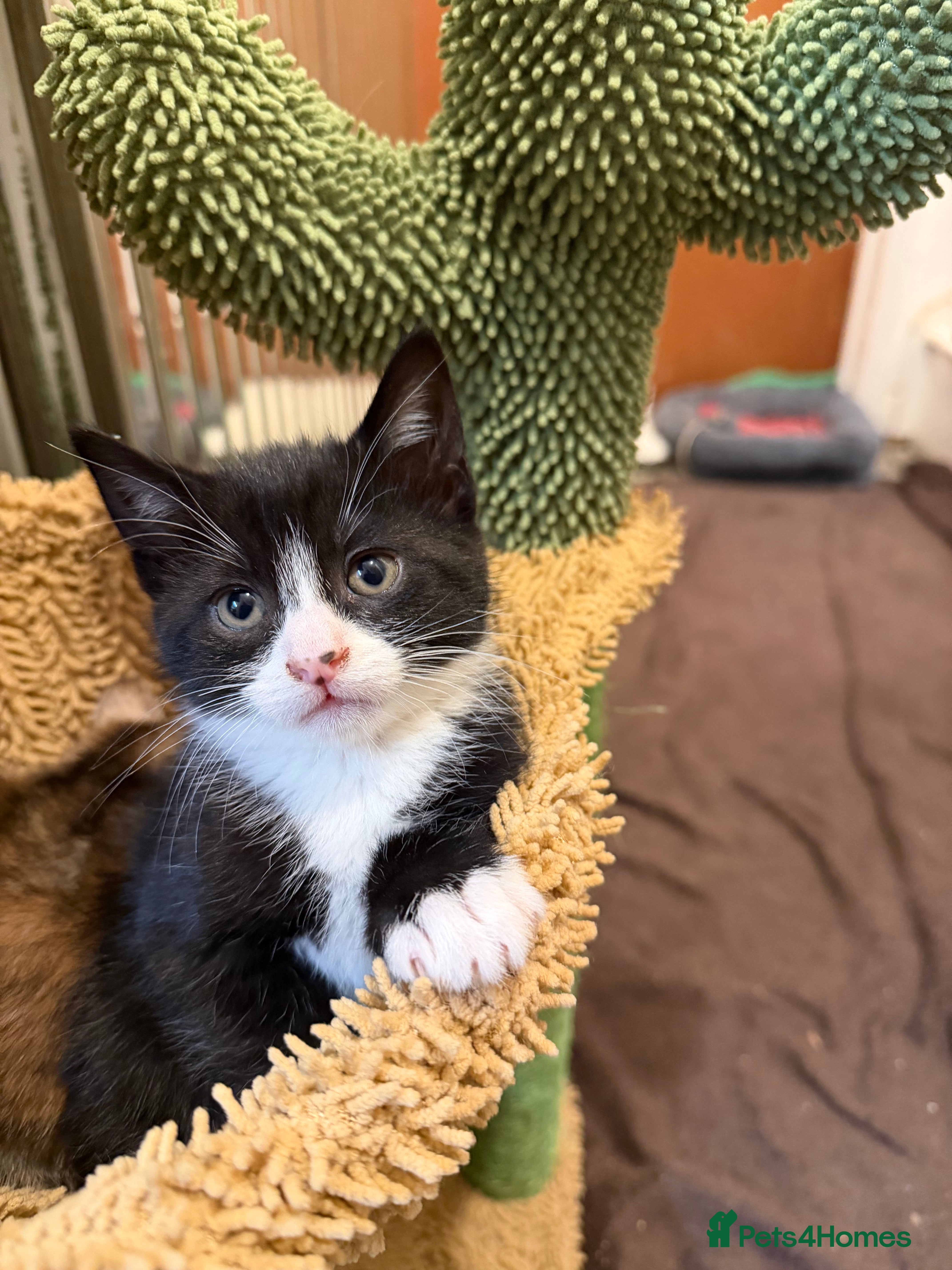 British Shorthair cats Mixed breed Bengal Kittens, Ready Today! - Advert 15