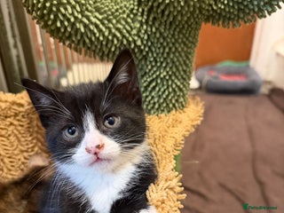British Shorthair cats Mixed breed Bengal Kittens, Ready Today! - Advert 15