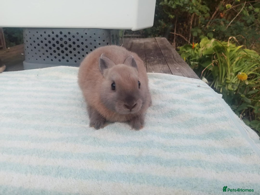 Netherland Dwarf rabbits for sale: Netherland Dwarfs: Male & Female, rare colours - Image 5