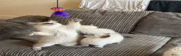 Ragdoll cats for sale: Ragdolls kittens ready to leave‼️ - Advert 3