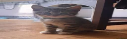 Mixed Breed cats for sale: 5 beautiful kittens  - Advert 16