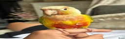 Conures birds for sale: Tame pineapple conure  - Advert 6