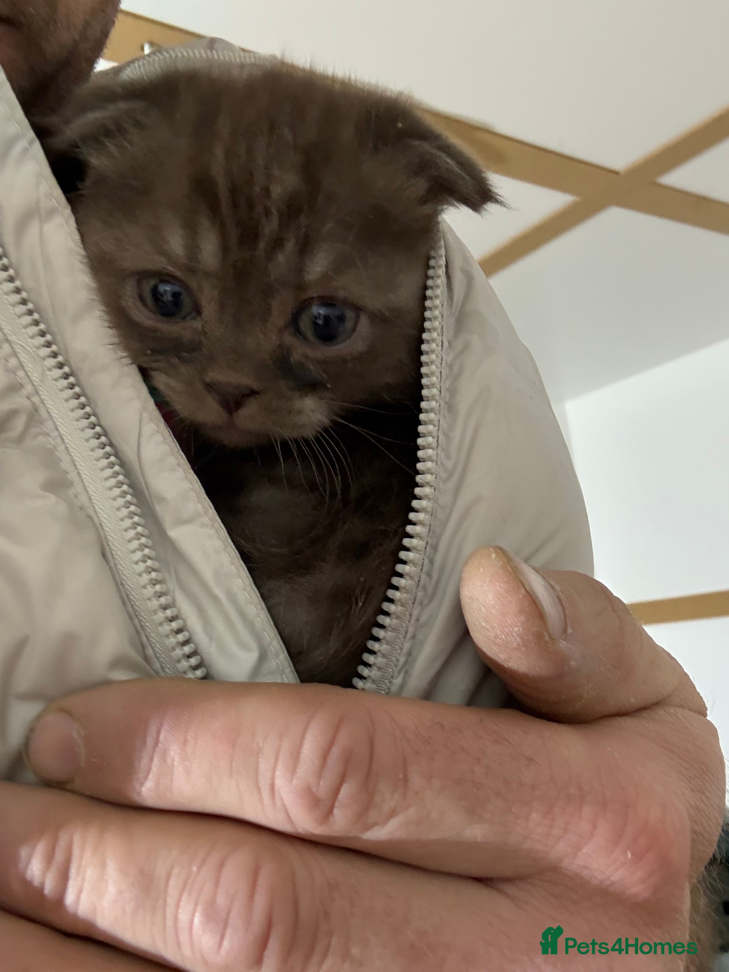 Scottish Fold cats Stunning Rainbow litter of show class kittens  - Advert 17