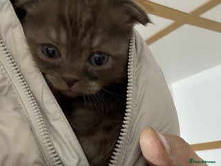 Scottish Fold cats Stunning Rainbow litter of show class kittens - Advert 2