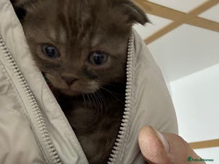 Scottish Fold cats Stunning BSH X Fold choc Boy - Advert 10