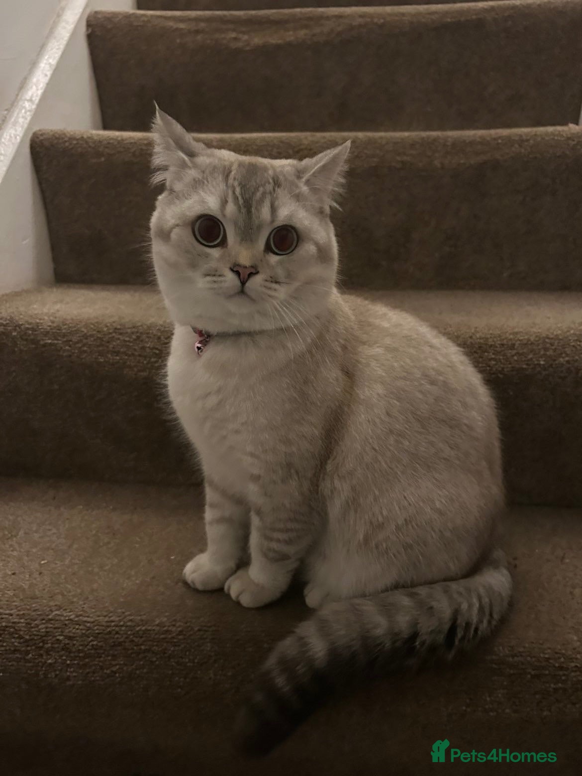 British Shorthair cats stunning 1 year old BSH cat - Advert 1