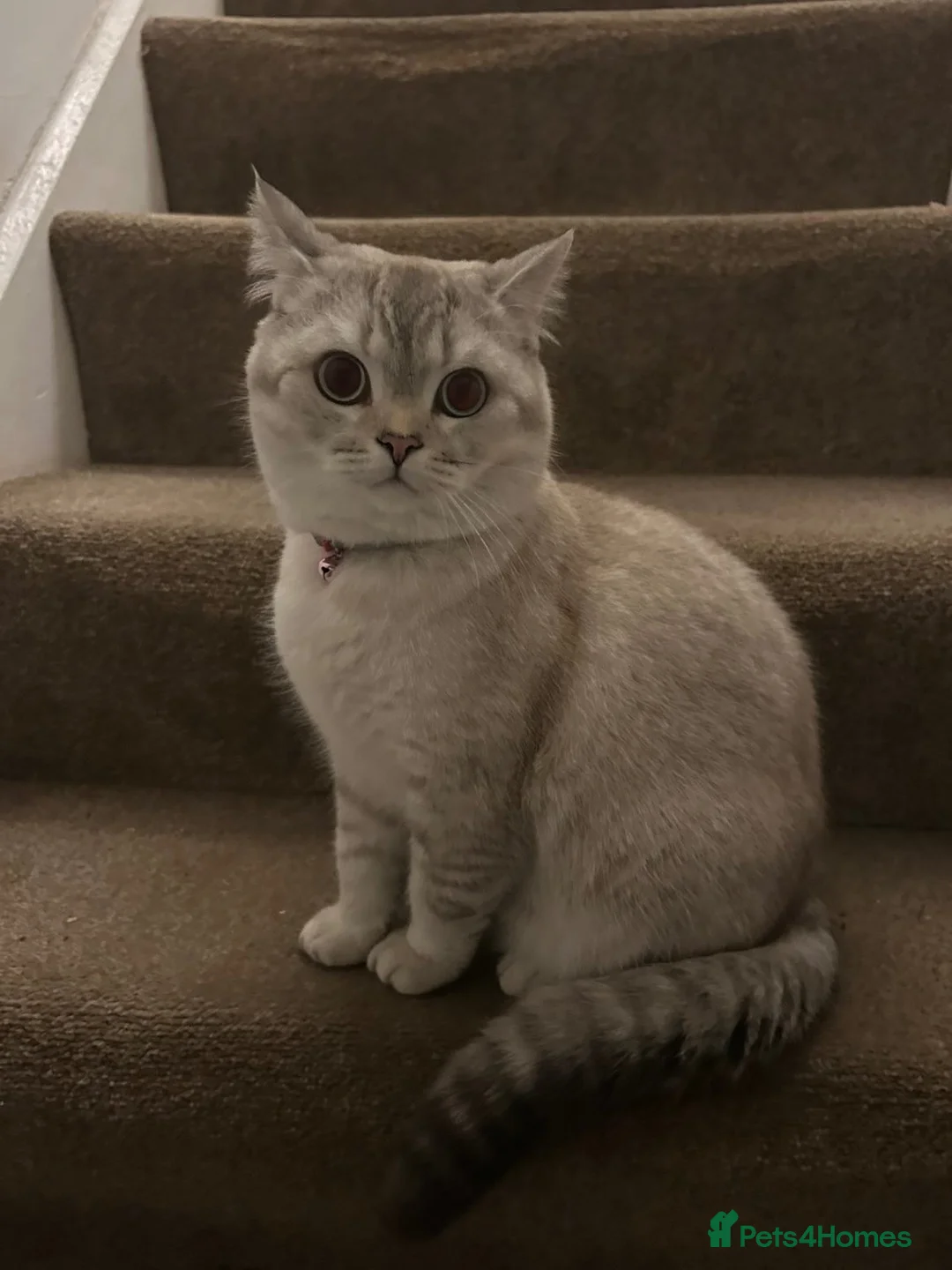 British Shorthair cats for sale: stunning 1 year old BSH cat in Preston - Advert 1