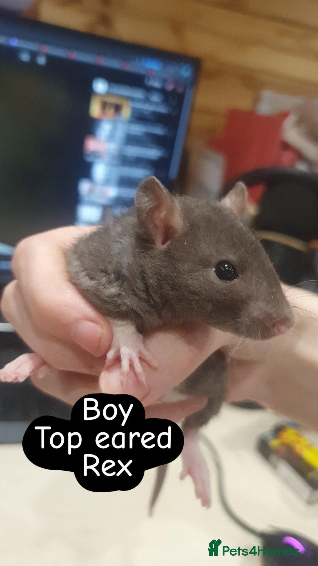 Rat rodents for sale: Husky/Roan babies available! - Advert 3