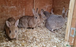 Netherland Dwarf rabbits for sale: Various Netherland Dwarfs available from £20 - Image 26