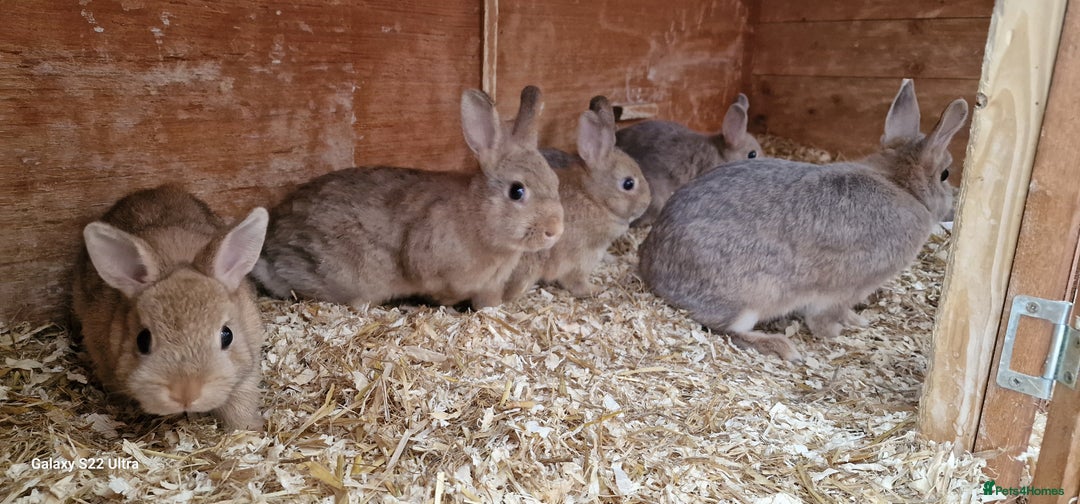 Netherland Dwarf rabbits for sale: Various Netherland Dwarfs available from £20 - Image 26