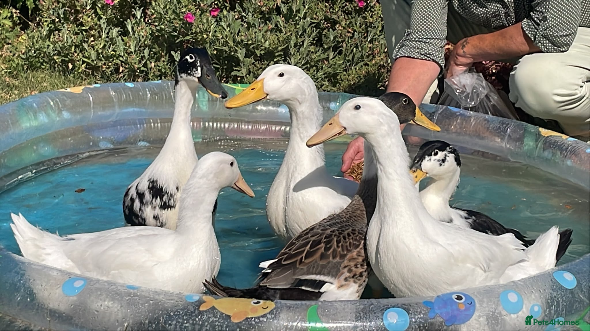Ducks poultry 6 beautiful Indian Runner Ducks x for rehoming - Advert 2